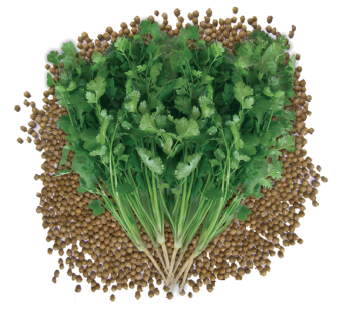 Herb 100g Seeds Coriander Green Aroma Bulk 