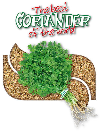 Coriander05