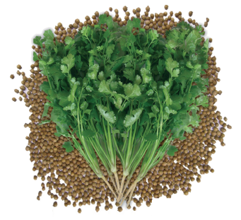 coriander-aroma